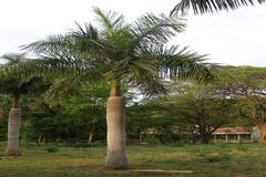 Roystonea regia